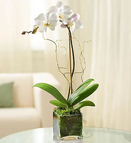 White Phalaenopsis Orchid Plant