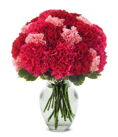 Very Berry Carnations